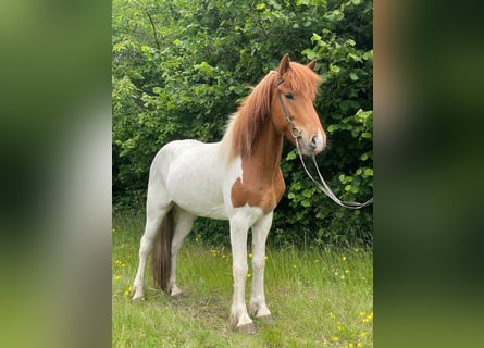 Islandpferd, Wallach, 6 Jahre, 140 cm, Schecke