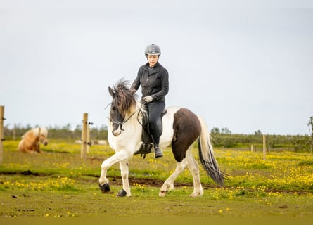 Islandpferd, Wallach, 6 Jahre, 140 cm, Schecke