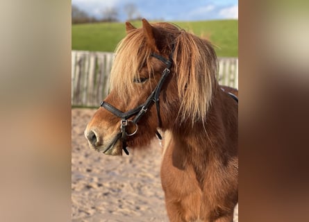 Islandpferd, Wallach, 6 Jahre, 142 cm, Rotfuchs