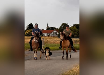 Islandpferd, Wallach, 6 Jahre, 142 cm, Schecke