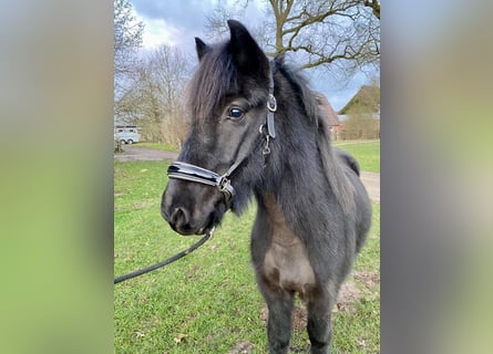 Islandpferd, Wallach, 6 Jahre, 143 cm, Rappe