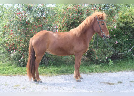 Islandpferd, Wallach, 6 Jahre, 143 cm, Rotfuchs