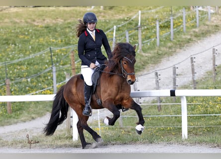 Islandpferd, Wallach, 6 Jahre, 144 cm, Brauner