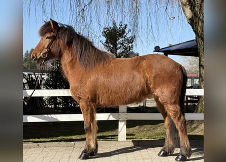 Islandpferd, Wallach, 6 Jahre, 145 cm, Brauner