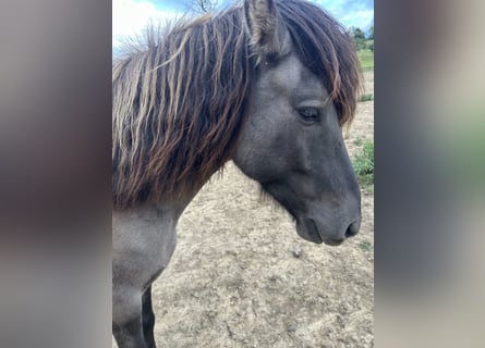 Islandpferd, Wallach, 6 Jahre, 145 cm, Falbe