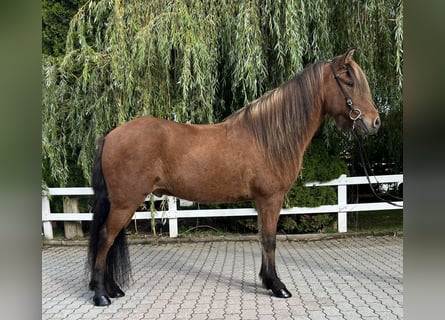 Islandpferd, Wallach, 6 Jahre, 147 cm, Brauner