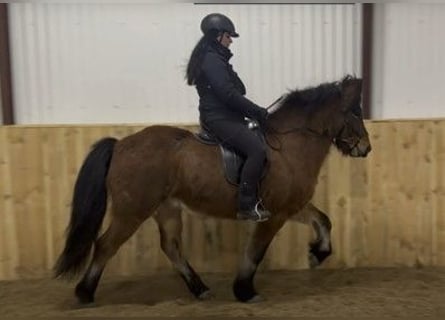 Islandpferd, Wallach, 6 Jahre, 149 cm, Brauner