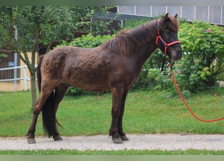 Islandpferd, Wallach, 6 Jahre, Rappe