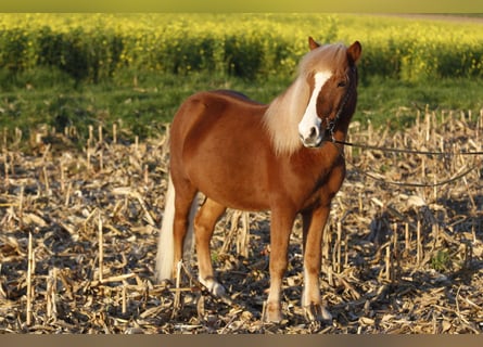 Islandpferd, Wallach, 7 Jahre, 132 cm, Fuchs