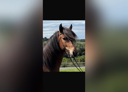 Islandpferd, Wallach, 7 Jahre, 135 cm, Brauner