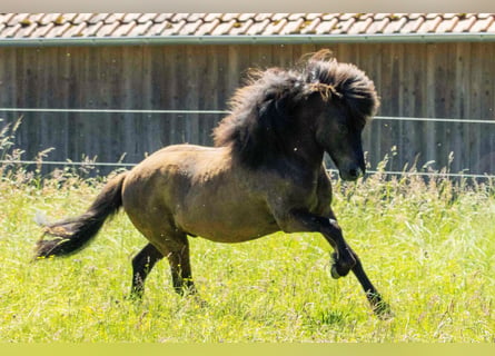 Islandpferd, Wallach, 7 Jahre, 136 cm, Dunkelfuchs
