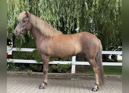 Islandpferd, Wallach, 7 Jahre, 138 cm, Dunkelfuchs