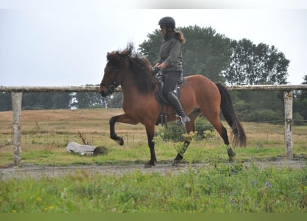Islandpferd, Wallach, 7 Jahre, 139 cm, Brauner