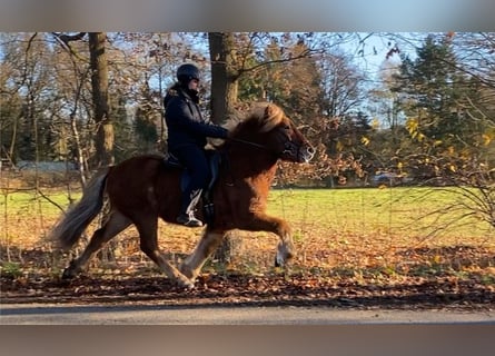 Islandpferd, Wallach, 7 Jahre, 139 cm, Brauner