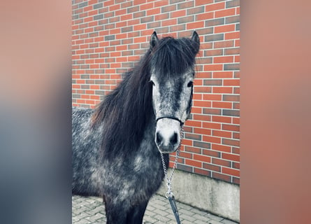 Islandpferd, Wallach, 7 Jahre, 139 cm, Schimmel