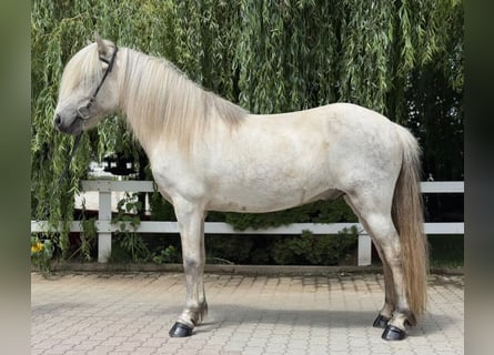 Islandpferd, Wallach, 7 Jahre, 140 cm, Schimmel