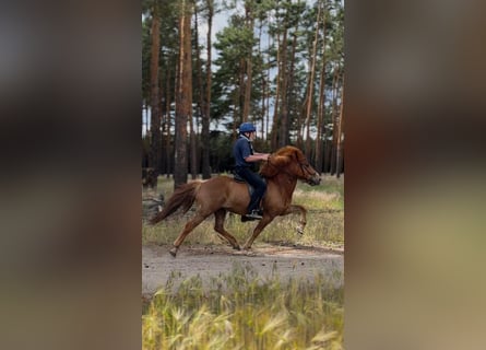 Islandpferd, Wallach, 7 Jahre, 142 cm, Fuchs