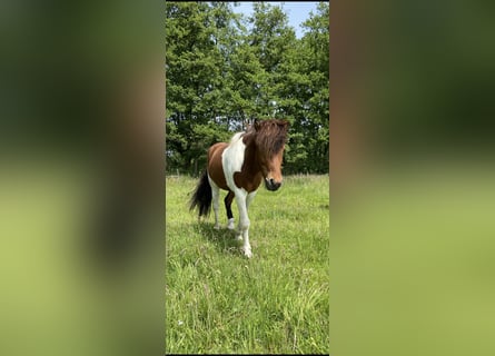 Islandpferd, Wallach, 7 Jahre, 143 cm, Schecke