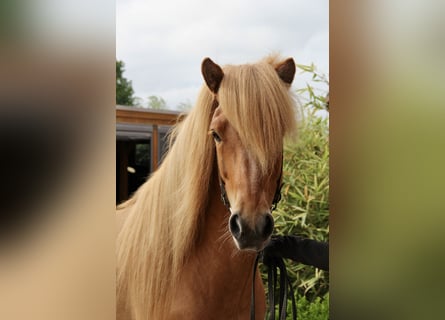 Islandpferd, Wallach, 7 Jahre, 144 cm, Falbe