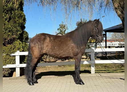 Islandpferd, Wallach, 7 Jahre, 144 cm, Rappe