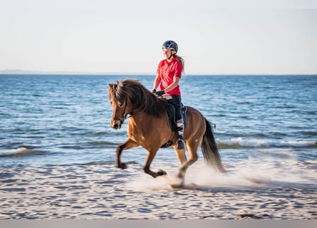 Islandpferd, Wallach, 7 Jahre, 145 cm, Brauner