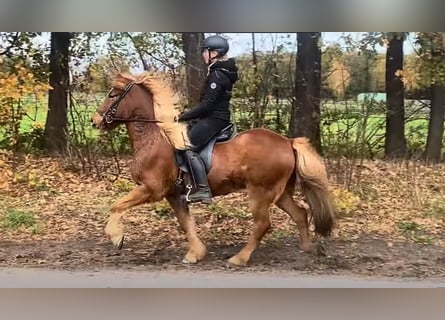 Islandpferd, Wallach, 7 Jahre, 145 cm, Fuchs