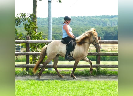 Islandpferd, Wallach, 7 Jahre, 146 cm, Falbe