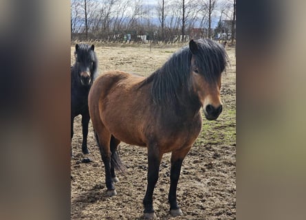 Islandpferd, Wallach, 7 Jahre, 147 cm, Rotbrauner