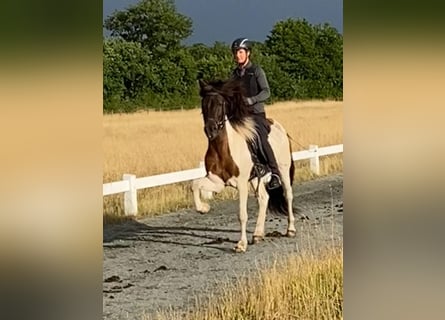 Islandpferd, Wallach, 7 Jahre, 149 cm, Schecke