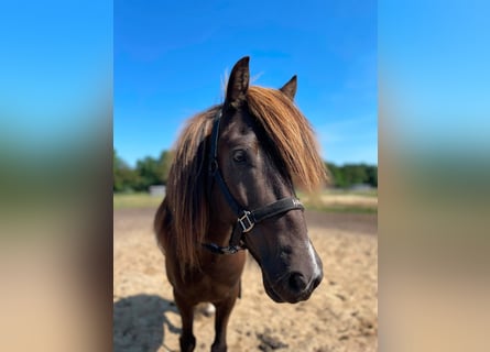 Islandpferd, Wallach, 7 Jahre, Schecke