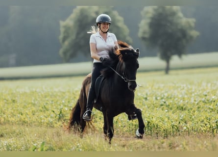 Islandpferd, Wallach, 8 Jahre, 139 cm, Rappe