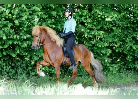 Islandpferd, Wallach, 8 Jahre, 143 cm, Fuchs