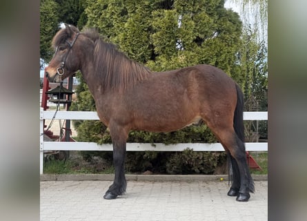 Islandpferd, Wallach, 8 Jahre, 144 cm, Brauner