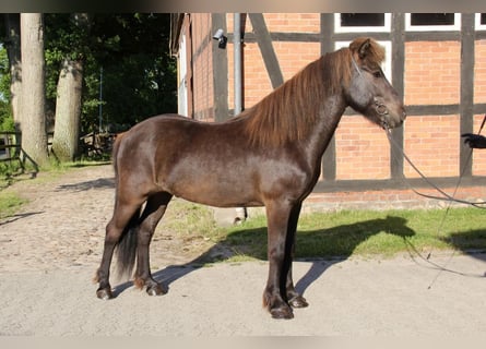 Islandpferd, Wallach, 8 Jahre, 147 cm, Rappe