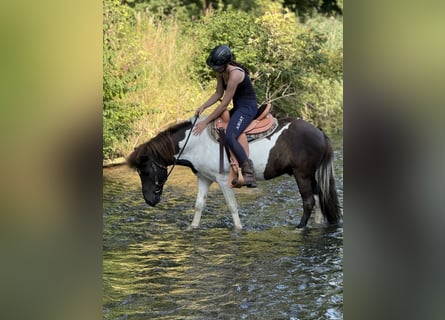 Islandpferd, Wallach, 9 Jahre, 132 cm, Schecke
