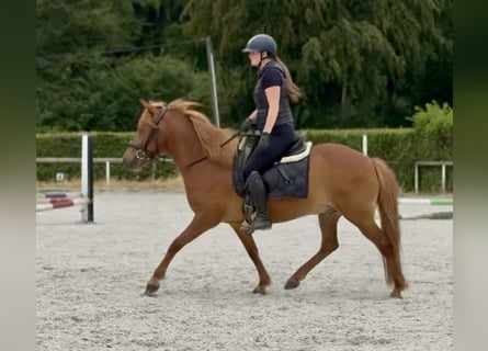 Islandpferd, Wallach, 9 Jahre, 136 cm, Fuchs
