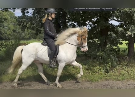 Islandpferd, Wallach, 9 Jahre, 138 cm, Schecke