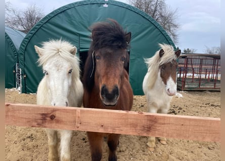 Islandpferd, Wallach, 9 Jahre, 140 cm, Brauner