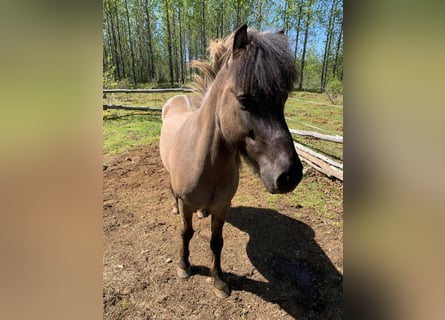 Islandpferd, Wallach, 9 Jahre, 140 cm, Grullo