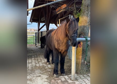 Islandpferd, Wallach, 9 Jahre, 143 cm, Rappe