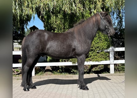 Islandpferd, Wallach, 9 Jahre, 143 cm, Rappe