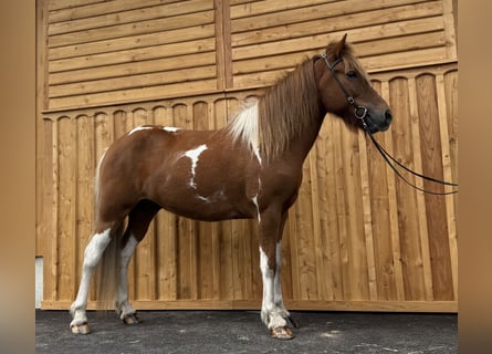 Islandpferd, Wallach, 9 Jahre, 144 cm, Schecke