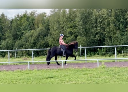 Islandpferd, Wallach, 9 Jahre, 145 cm, Rappe