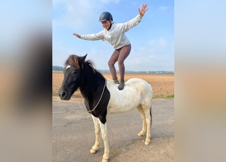 Islandpferd, Wallach, 9 Jahre, 147 cm, Schecke