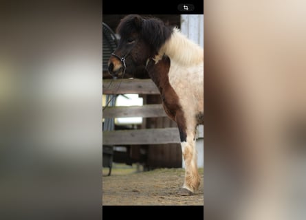 Islandpferd, Wallach, 9 Jahre
