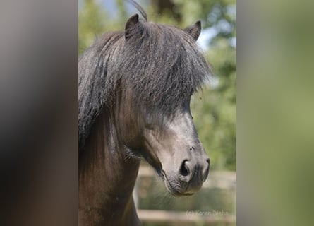 Islandshäst, Hingst, 20 år, Svart