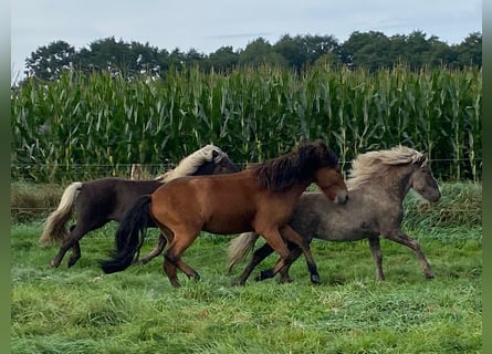 Islandshäst, Hingst, 2 år, 140 cm, Brun