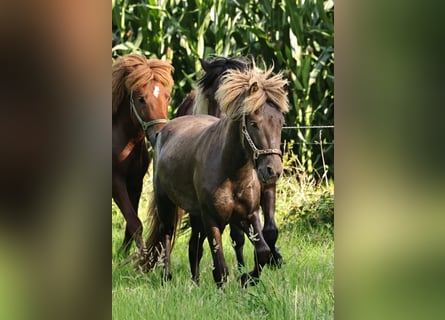 Islandshäst, Hingst, 2 år, 140 cm, Pärla