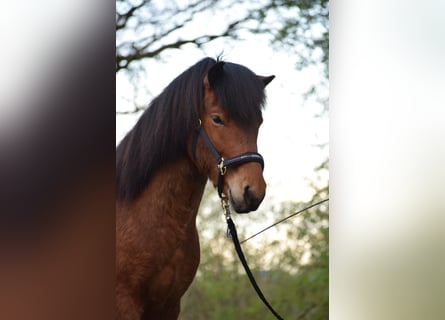 Islandshäst, Hingst, 3 år, 144 cm, Brun