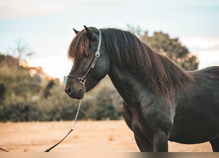Islandshäst, Hingst, 4 år, 141 cm, Svart
